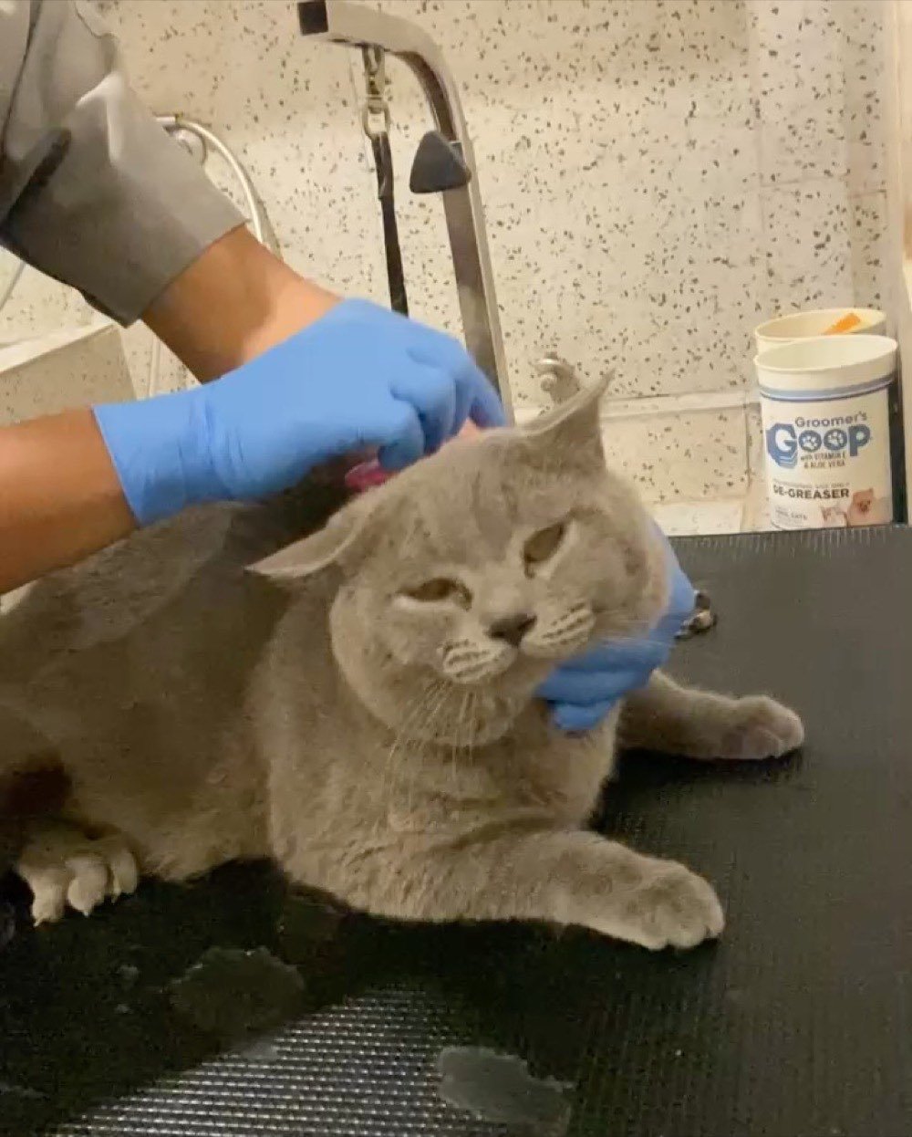 Kucing sedang diperiksa dokter Awal Care